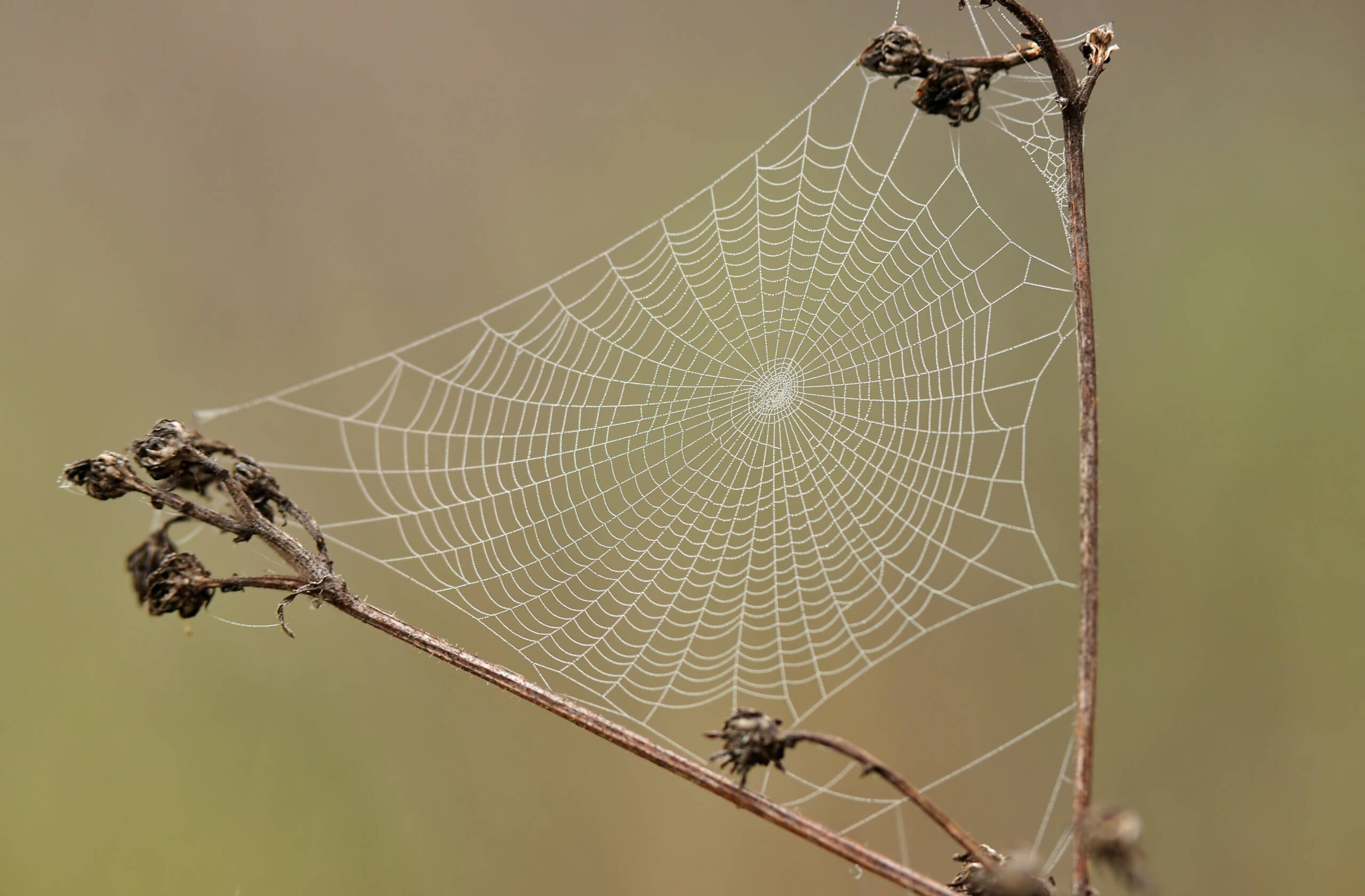 Close up photo of spider web on a dry plant